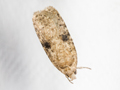 Agonopterix propinquella